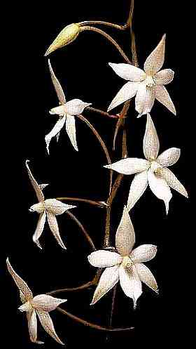 Aerangis biloba 